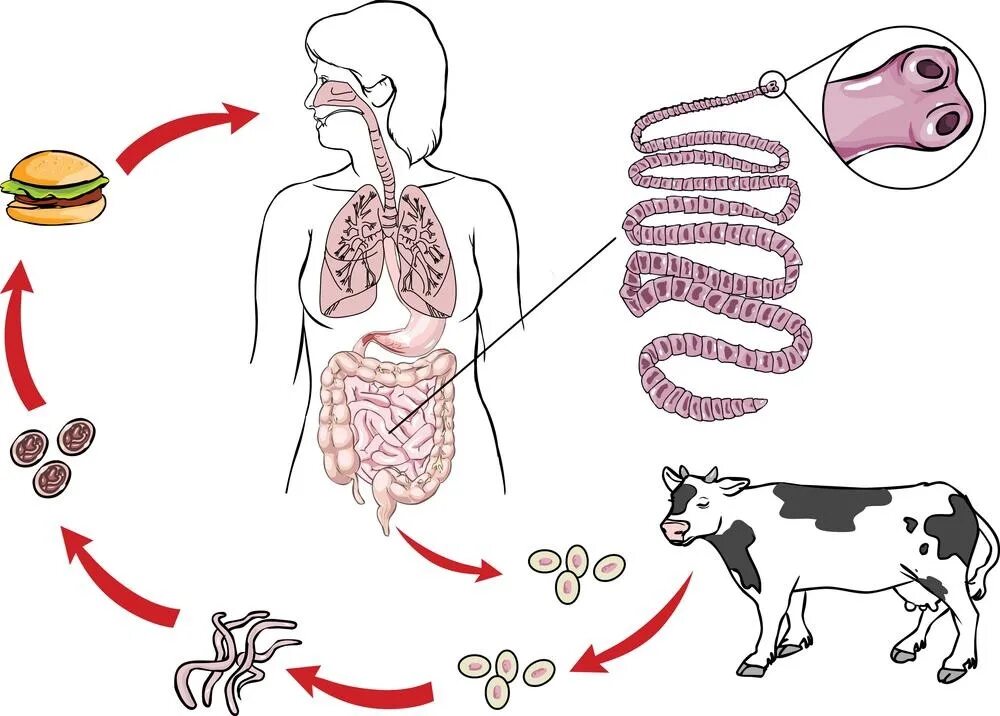 Свиной цепень пути заражения. Жизненный цикл свиной цепень схема. Цикл развития свиного цепня.