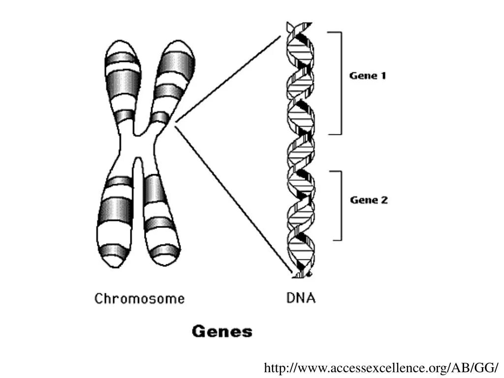 Гены хромосомы геном. Строение ДНК хромосомы гены. Хромосома ДНК ген схема. Хромосомы схематично. Кольцевая 4 хромосома