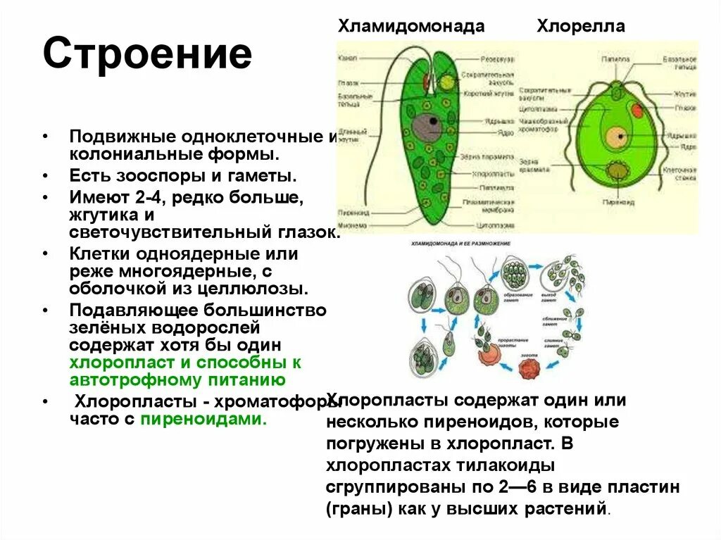 Одноклеточные зеленые водоросли характеристика. Функции органоидов хламидомонады. Строение хламидомонады и хлореллы. Зеленые водоросли хламидомонады строение и функции. Клеточное строение хлореллы.