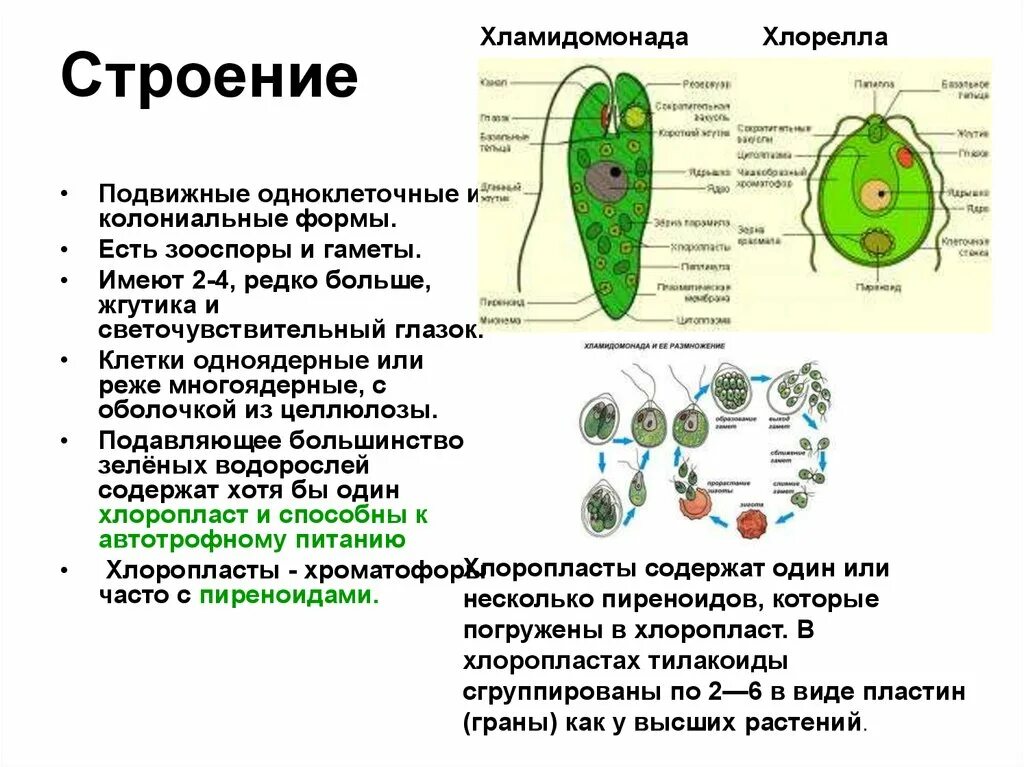 Хлорелла отличается. Функции органоидов хламидомонады. Строение хламидомонады и хлореллы. Зеленые водоросли хламидомонады строение и функции. Клеточное строение хлореллы.