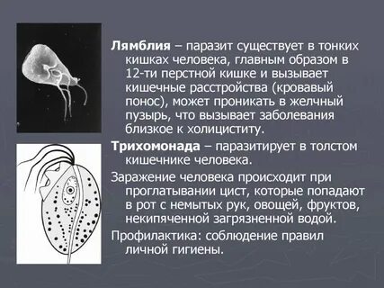 Лямблия тип питания