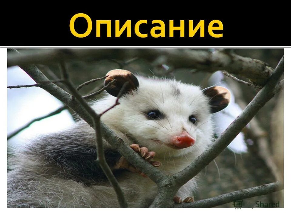 Кружка опоссум работает. Опоссум притворяется мертвым. опоссум прикидывается мертвым.