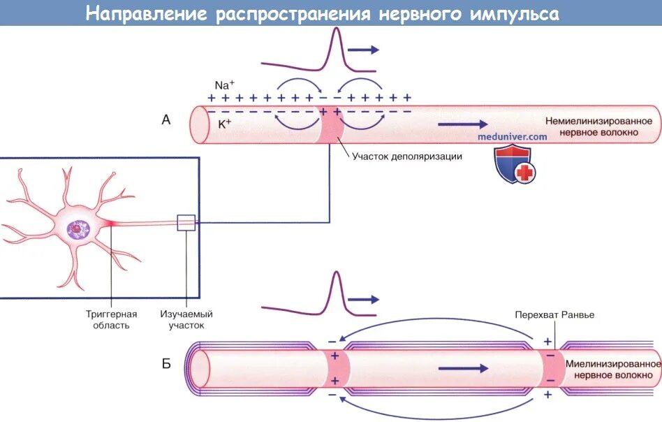 Механизм распространения нервного импульса по миелиновым волокнам. Схема проведения нервного импульса. Миелинизированного нервного волокна в проведении нервного импульса.. Проведение нервного импульса по безмякотному волокну схема.