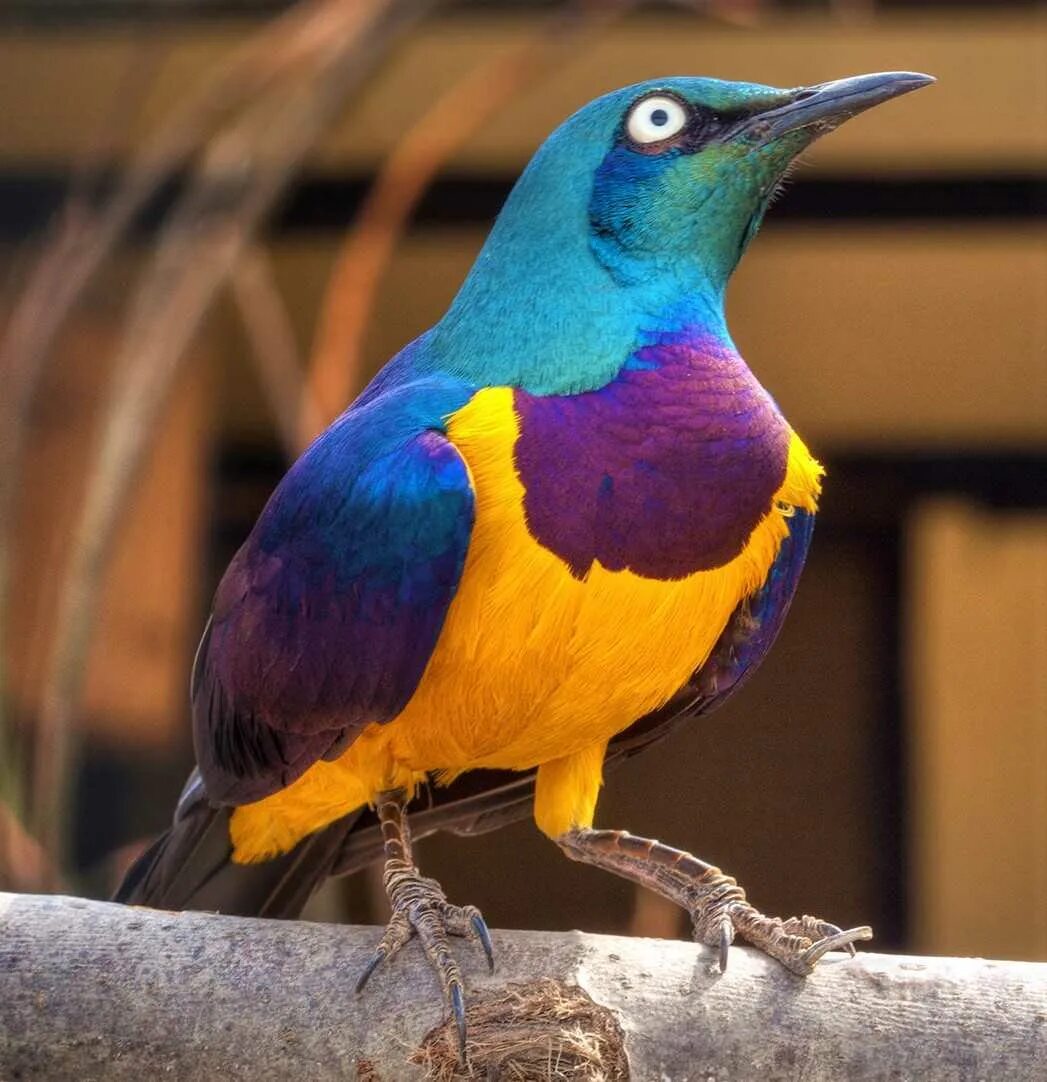 Парк птиц воробьи. Парк птиц воробьи калужская область. Car parked bird. Легковой автопарк. Парк птиц в джуронге.