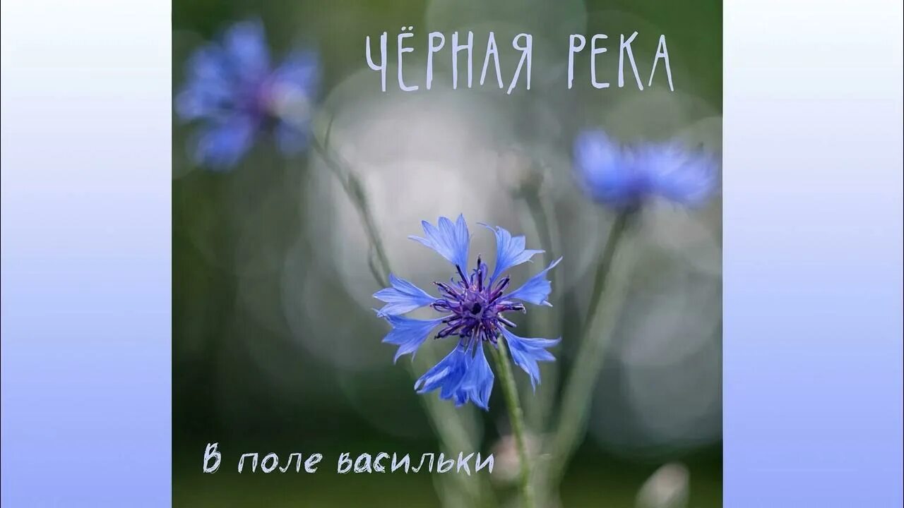 Песня твой василек. Васильки в галилео. васильки в поле. василек высказывания.. василек черный.
