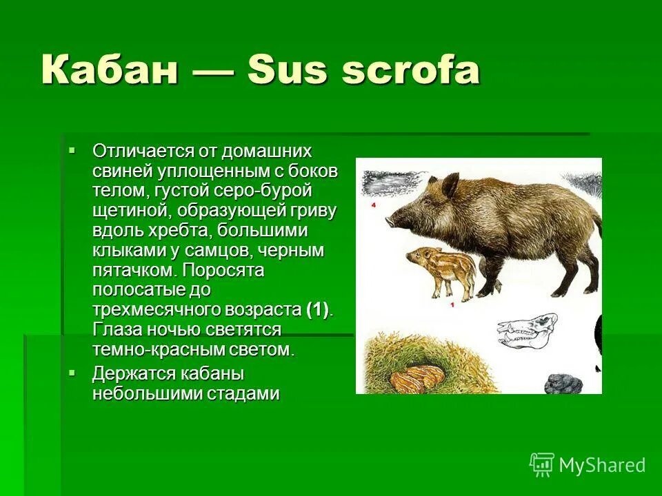 Проект на тему дикий кабан. Кабан дикий родственник домашней свиньи. Дикий кабан описание. Кабан значение. Кабан значение.