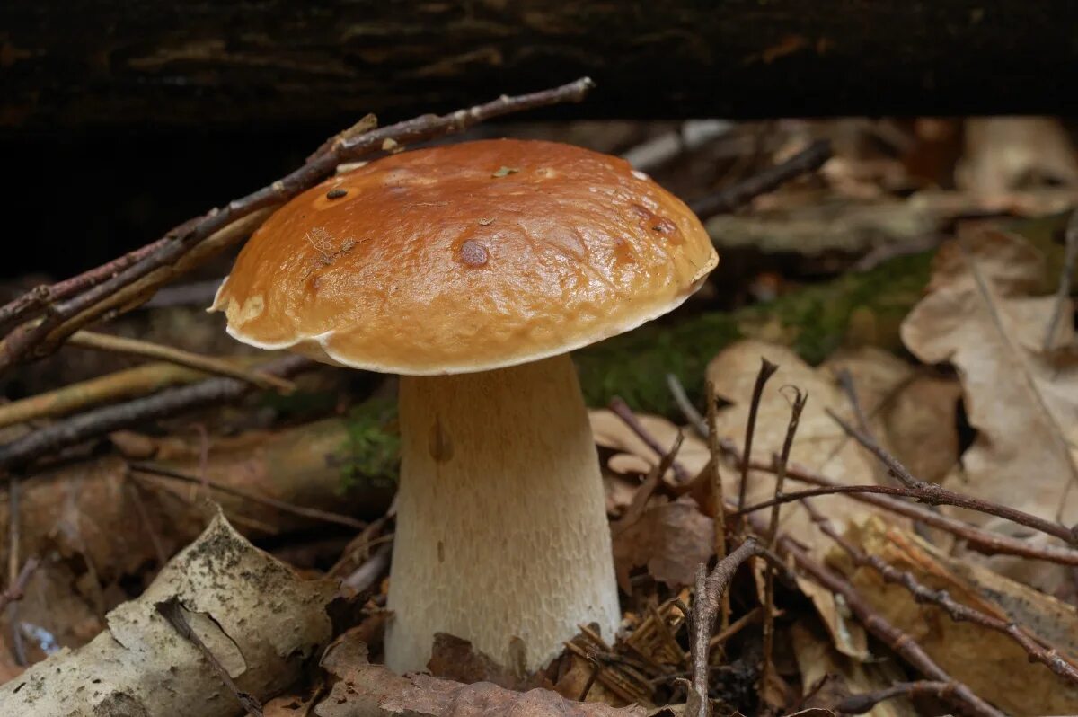 Agaricus silvaticus. грибы поссыкушки. синюхи грибы в белоруссии. грибы в белорусском лесу. редкие съедобные грибы беларуси.