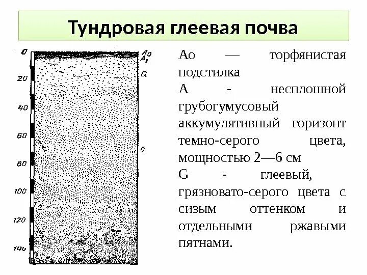 Почвенный профиль тундрово глеевой почвы. Тундрово-глеевые почвы горизонты. тундрово-глеевые почвы схема. почвенный профиль глеевых почв. тундрово-глеевые почвы профиль.