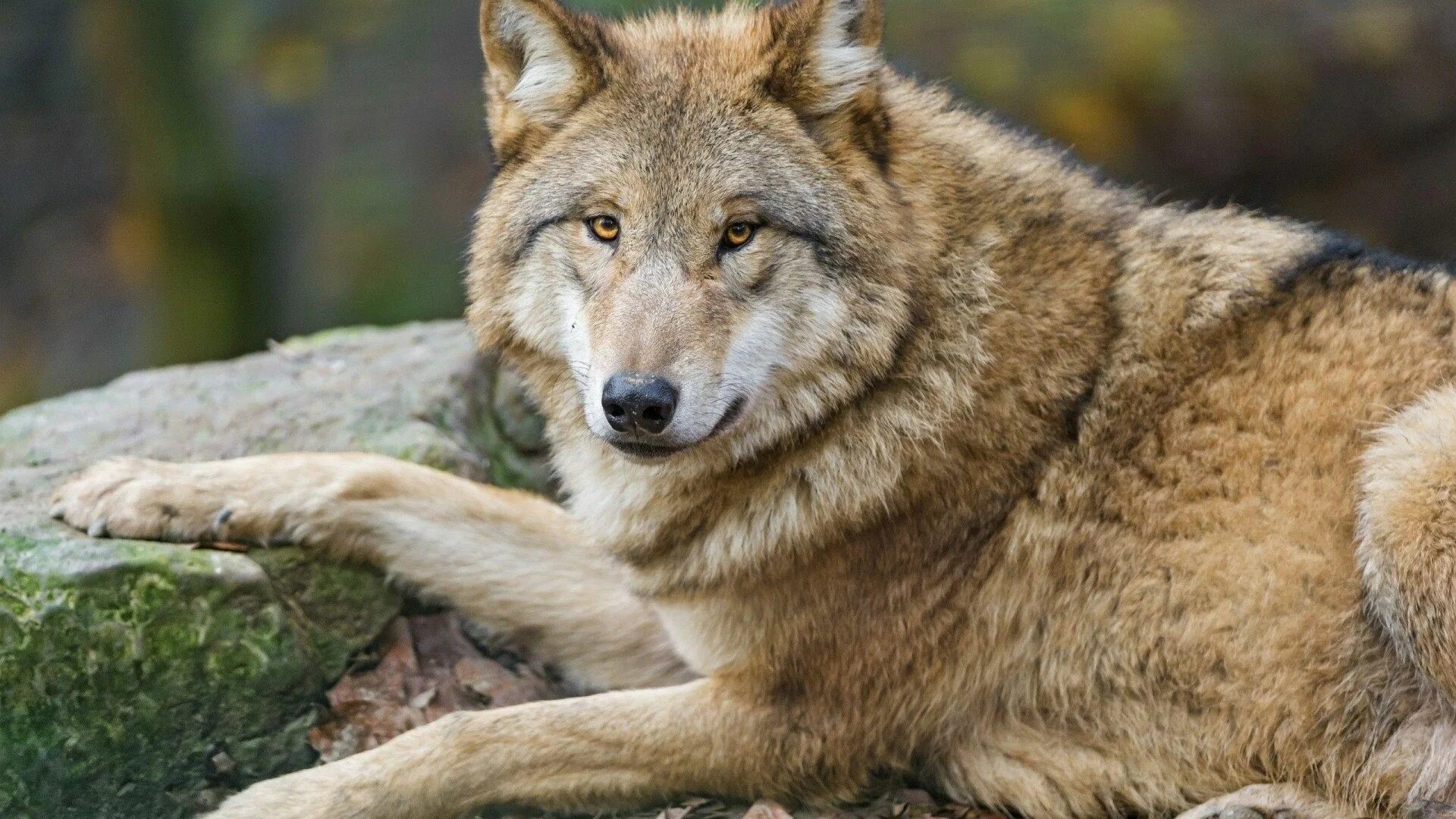 Иберийский волк. Сибирский рыжий волк. Красивый волк. Волк серый. Beautiful wolves