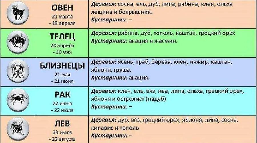 Гороскоп женщины собаки девы. Деревья по гороскопу знаков зодиака. овен дерево по гороскопу для женщины. дерево знака зодиака. какое дерево подходит по гороскопу.