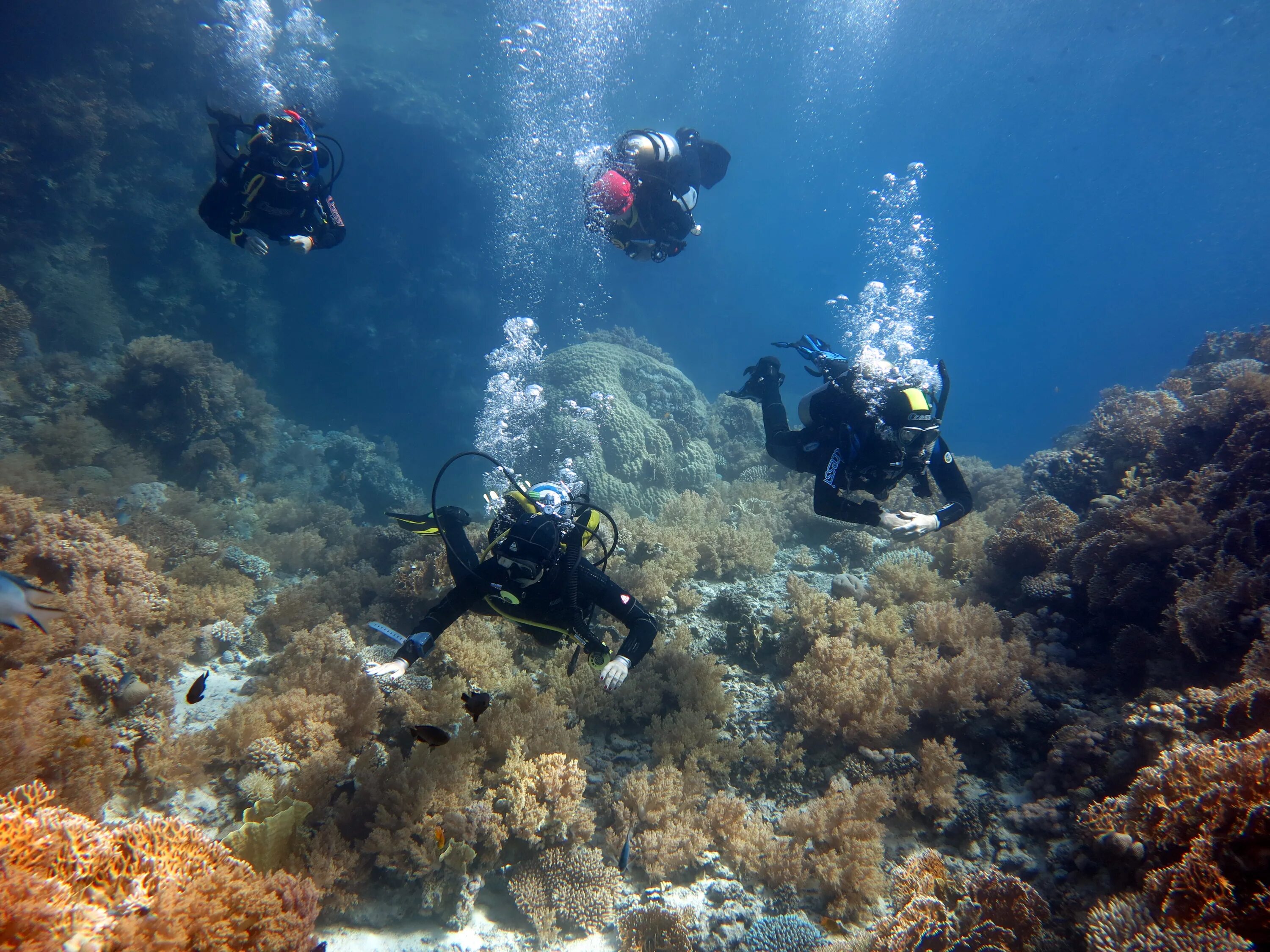 дайвинг кемер 2021. колокол дайвинг египет. симиланы дайвинг. риф шарм-эль-шейх. шарм-эль-шейх акваланг.