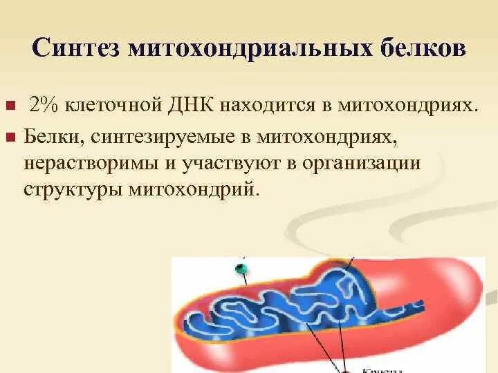 Митохондрии синтезирование белков. Синтез белка в митохондриях. Биосинтез белка в митохондриях. Митохондрия синтезирует белки.