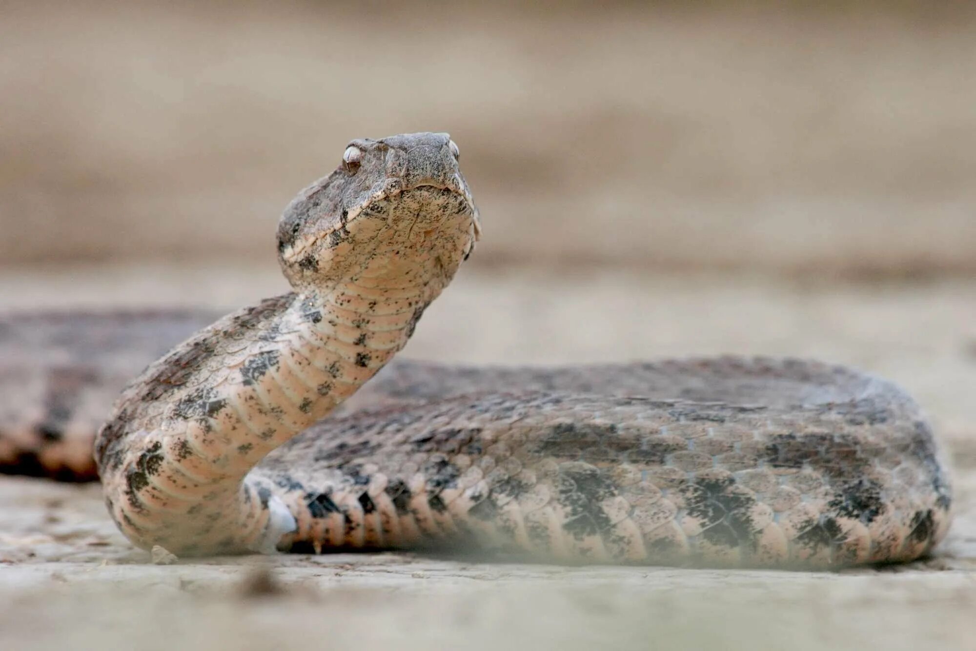 Гюрза vipera lebetina. Гюрза змея в дагестане. Гадюка щитомордник. Гюрза змея. Кавказская гадюка гюрза.