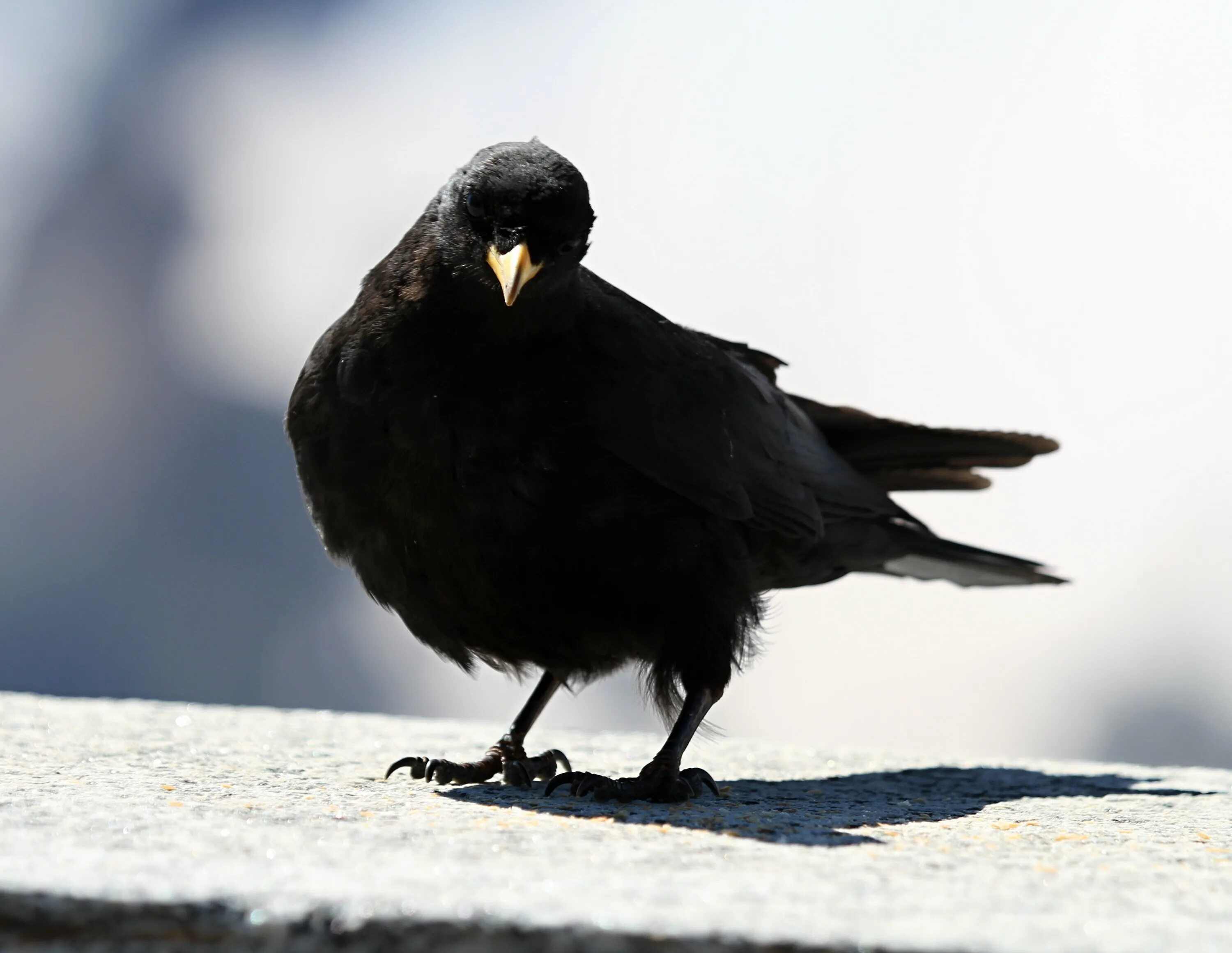 Дрозд Галка птица. Галка черная птица. Alpine Jackdaws.
