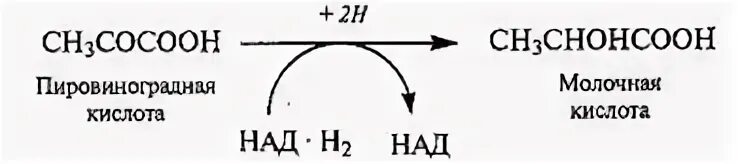 Кислоты восстанавливаются до. Восстановления пировиноградной кислоты в молочную кислоту. Реакция восстановления пировиноградной кислоты в молочную кислоту. Реакция восстановления пировиноградной кислоты. Восстановление пировиноградной кислоты до молочной кислоты.