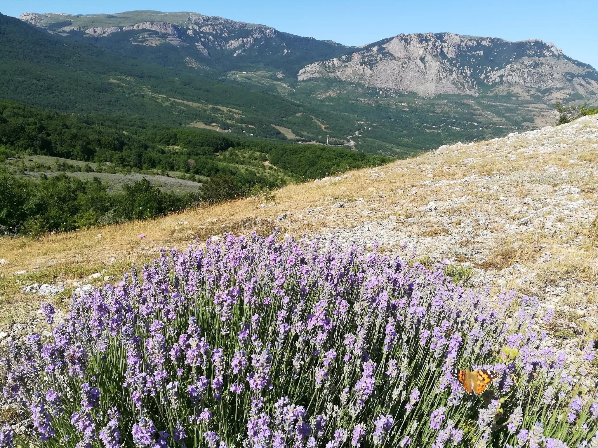 Где в крыму растет