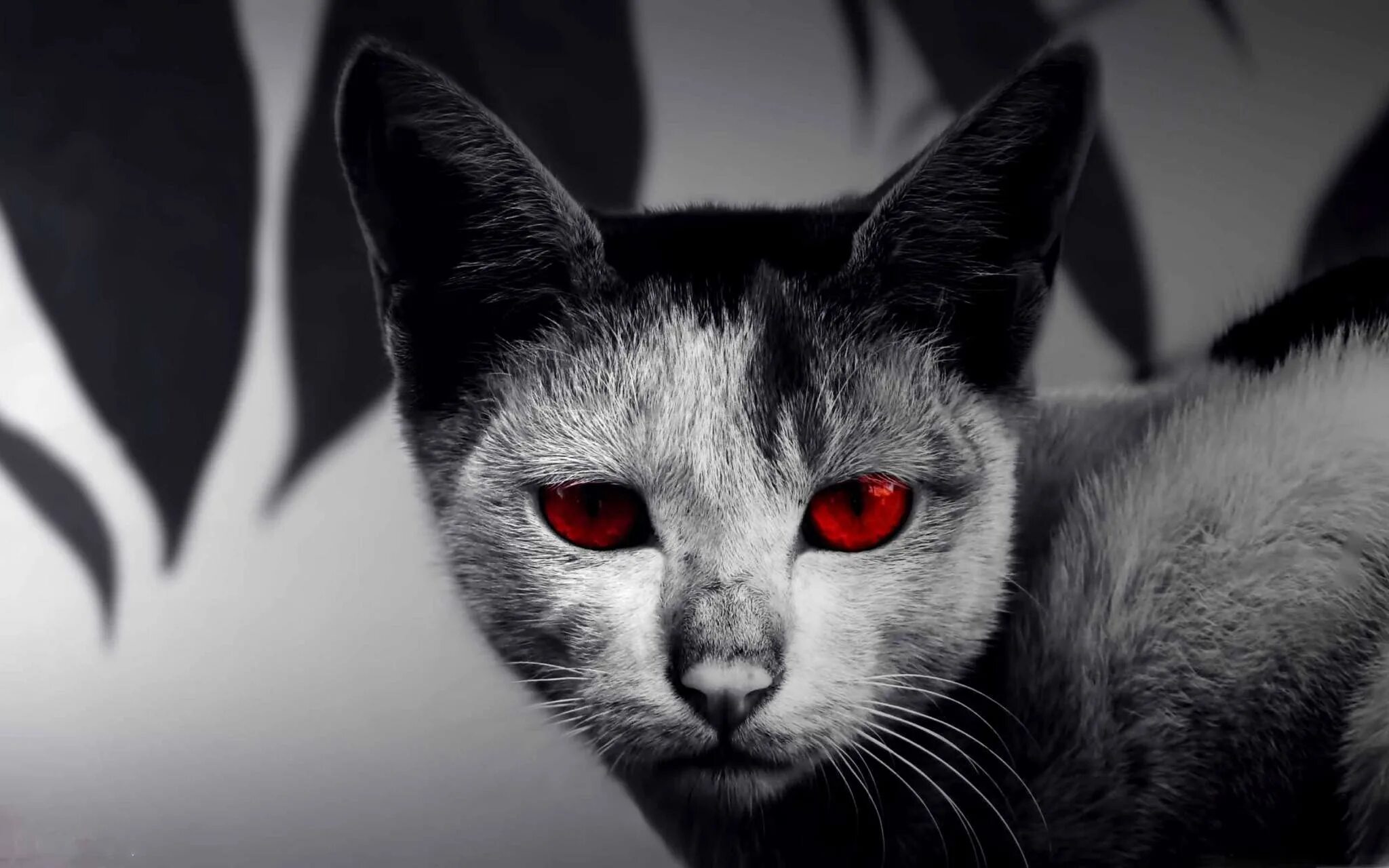 Порода ликой. Скачай страшного кота. Сфинкс (порода кошек). Скачай страшного кота. Черная кошка.