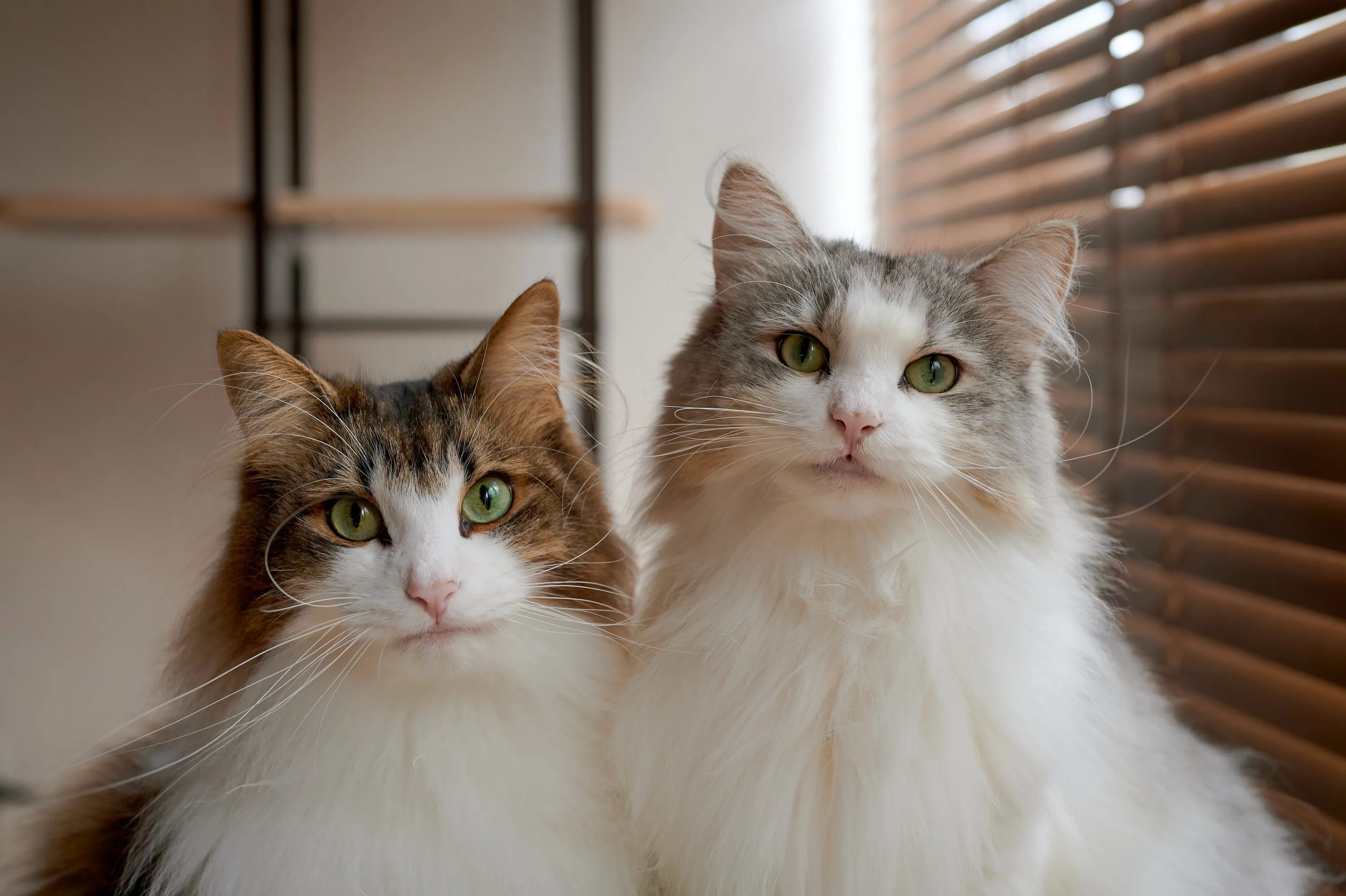 Некоторые кошки. Милые котики 2. два милых кота. 3 кошки. два котика картинки.