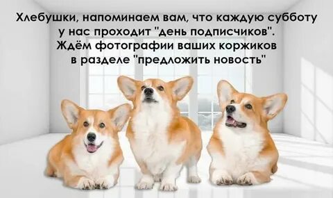 День корги какого