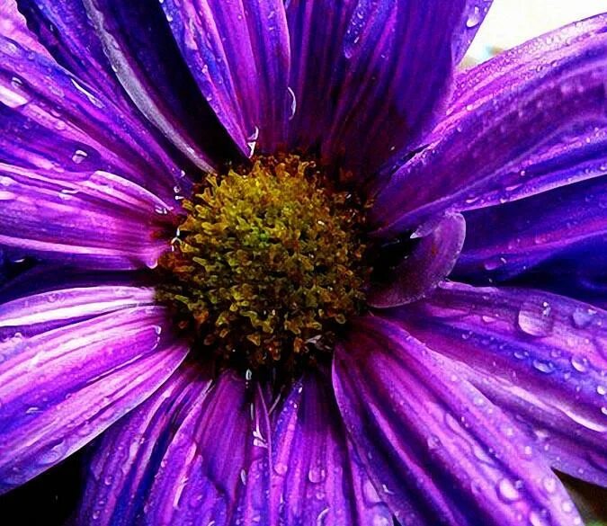 Osnat tzadok художник. Картина сиреневого цвета. Картины в фиолетовых тонах. Фиолетовый закат. Живопись кэрол каваларис - сирень.