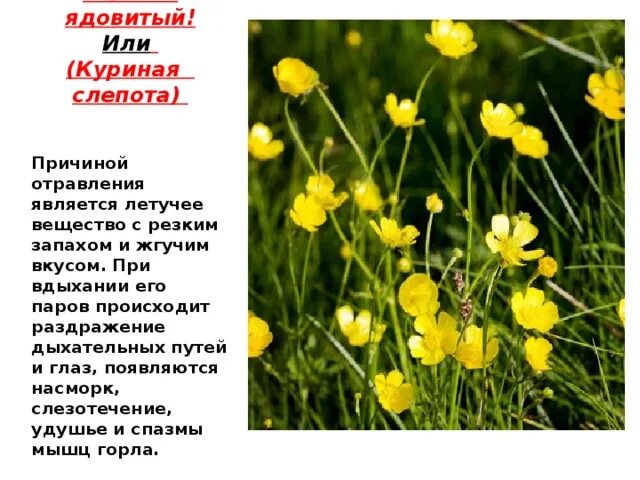 Лютик Луговой ядовитый. Лютик Лесной желтый. Лютик ядовитый Ranunculus sceleratus. Лютик куриная слепота.