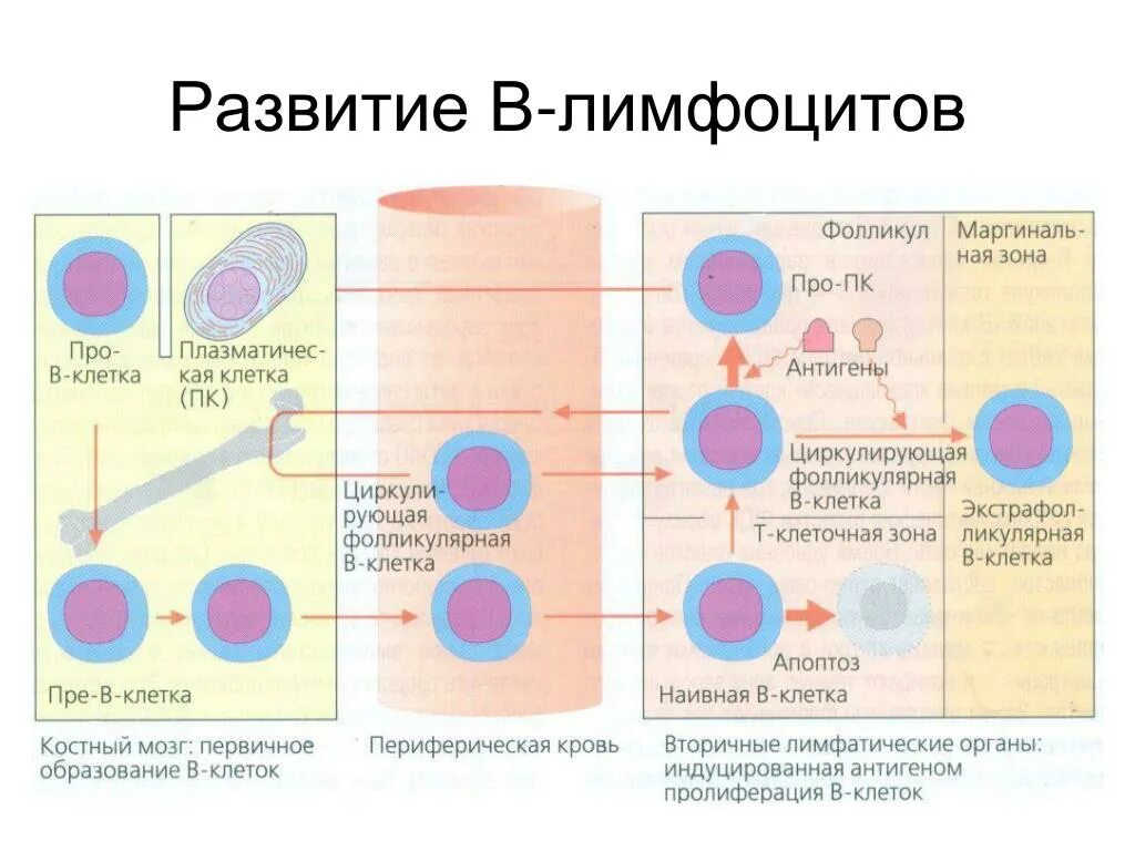 Схема образования т и в лимфоцитов. Созревание т лимфоцитов схема. Схема онтогенеза т лимфоцитов. В1 лимфоциты иммунология функции.