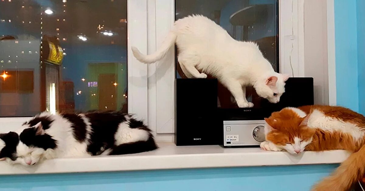 Кошка картошка. Котокафе котики и люди логотип. Котокафе ульяновск. Муркино котокафе. Котокафе муркино.