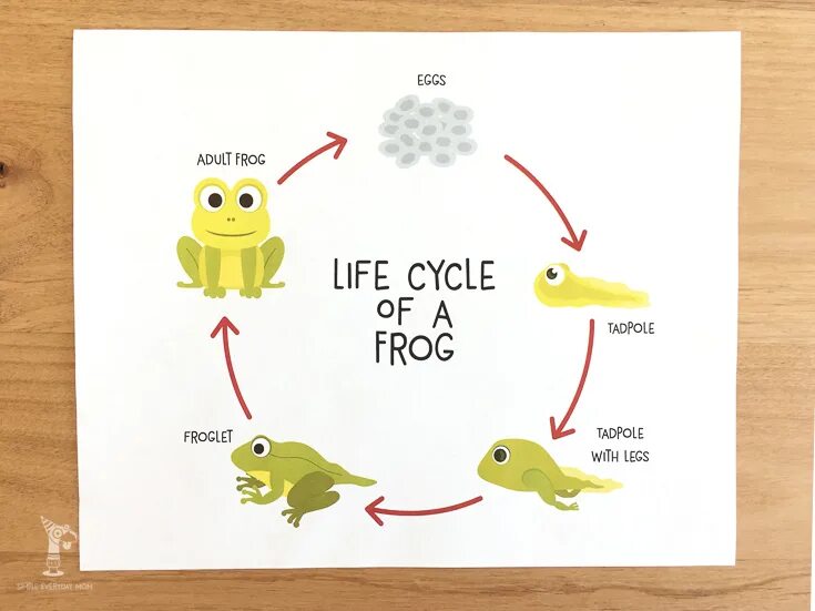 L can like a frog. Frog Life Cycle for Kids. Life circle of a Frog. Life Cycle book for Kids. Life Cycle of a Frog task 1.