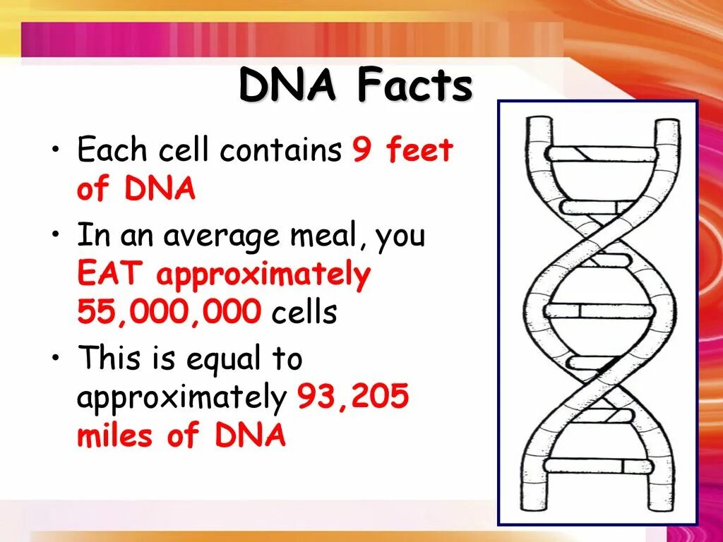 Facts of DNA. DNA Worksheets. About DNA for children. Dna2279. Each cell
