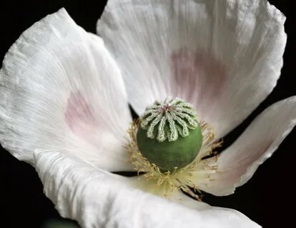 Poppy plant