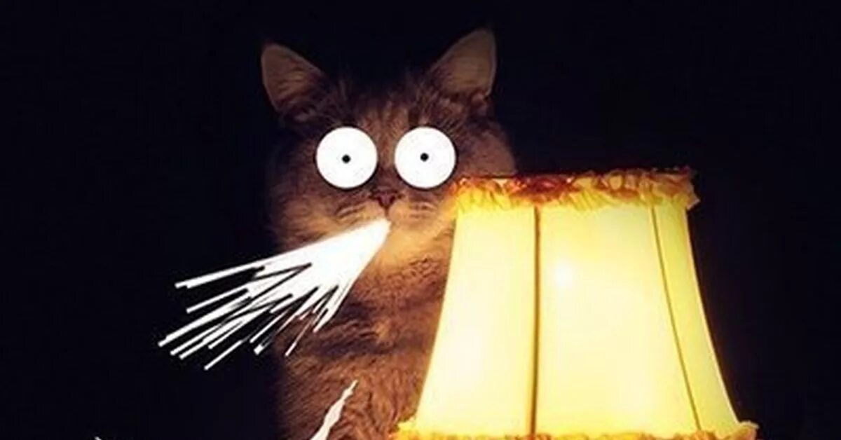 Настало время видео. Лампа кот. Котик с лампочкой. Котик с лампой. Кот с прожектором.
