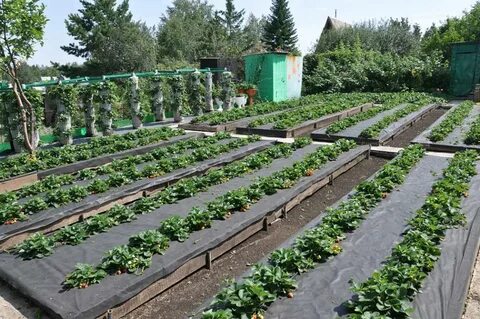Как сделать грядку для клубники