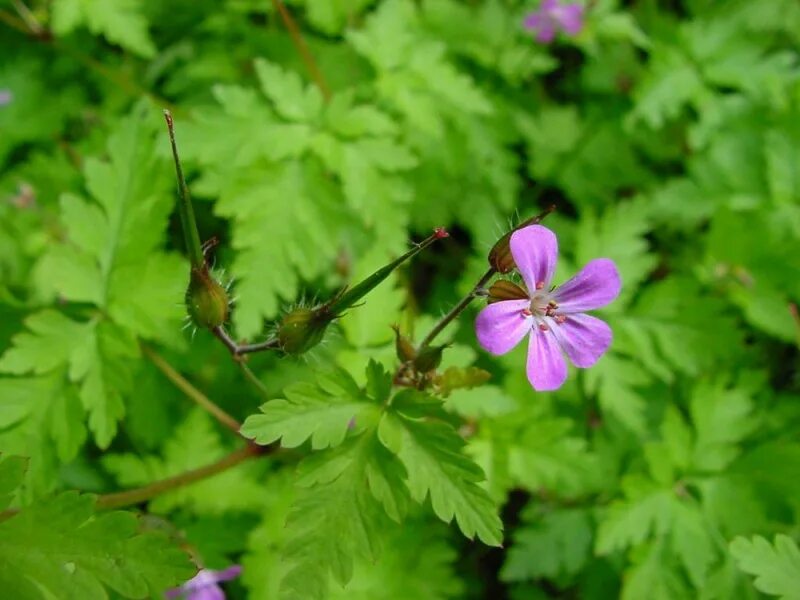 (Geranium robertianum l.).