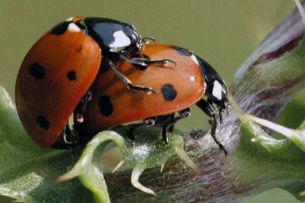 кусается коровка. жук арлекин божья коровка. божья коровка усть-кут. божья коровка арлекин. день божьих коровок.