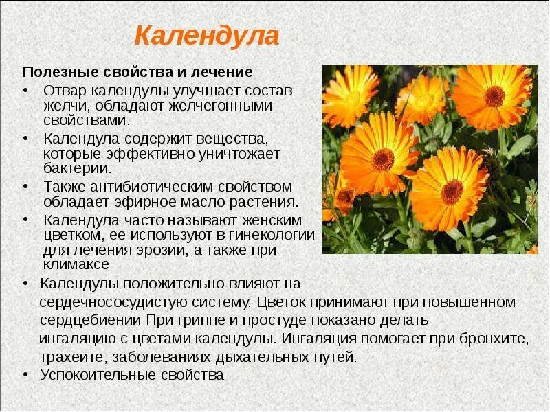 Цветки календулы для чего. Calendula officinalis препараты. Цветок лечебной календулы. Лечебное растение календула. Характеристика календулы лекарственной.