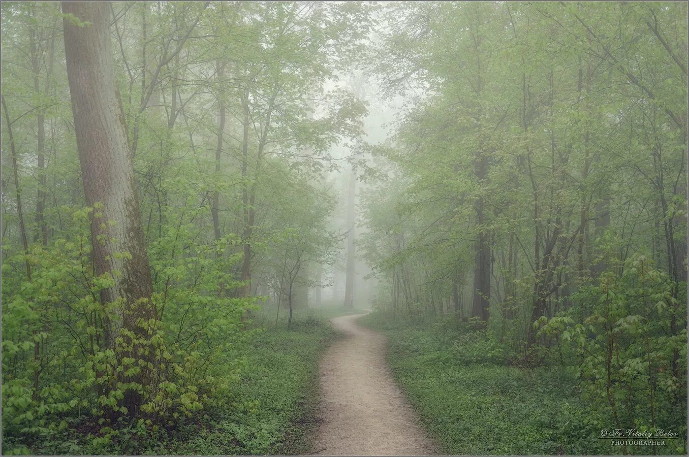 Весенний лес в тумане. Стоячий лес. Безмолвные леса. Весь день в лесу стояла. Беззвучный лес