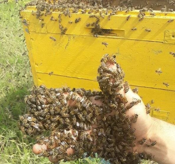 Покажи видео пчел. Улей на пасеке. Пчелы в улье. Пчеловод на пасеке. Улик пчелиный.