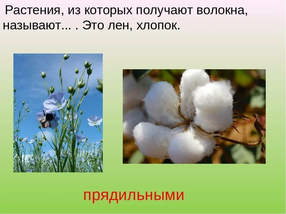 Хлопок растительного происхождения. Лен и хлопок растения. Хлопок. Хлопчатник и лен. Хлопок растение.