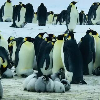 Пингвиновые как размножаются