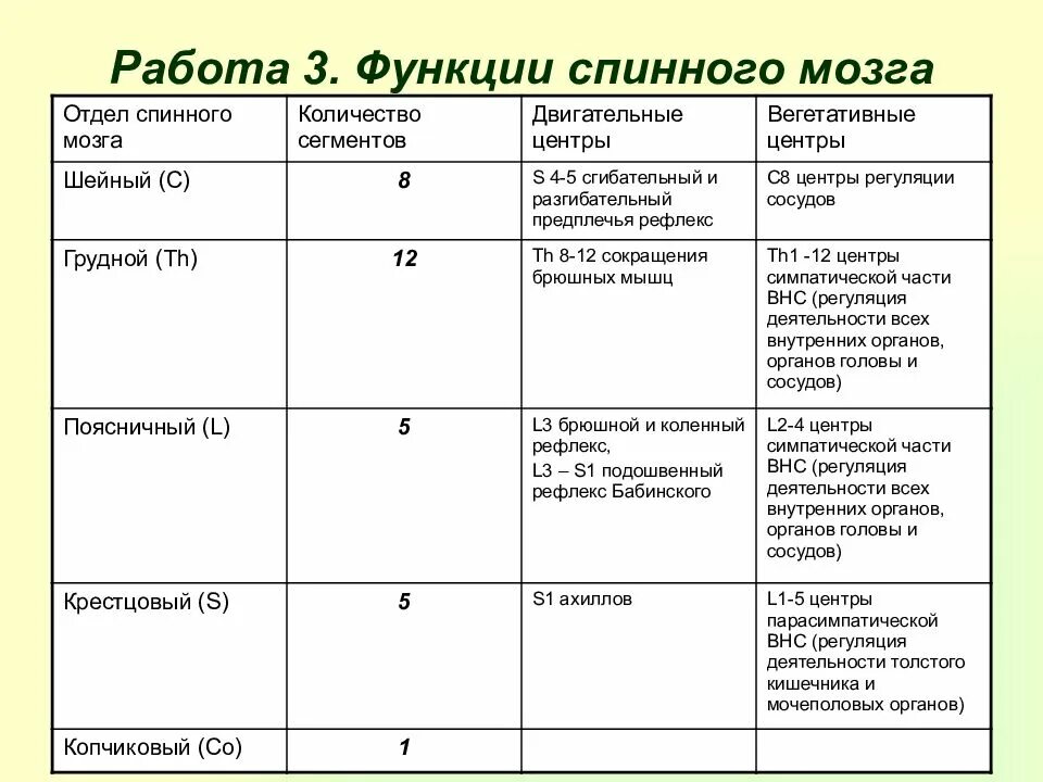 Рефлексы головного мозга таблица. Спинной мозг таблица отдел строение функции. Отделы и сегменты спинного мозга таблица. Спинной мозг строение и функции таблица. Спинной мозг отделы и функции таблица.