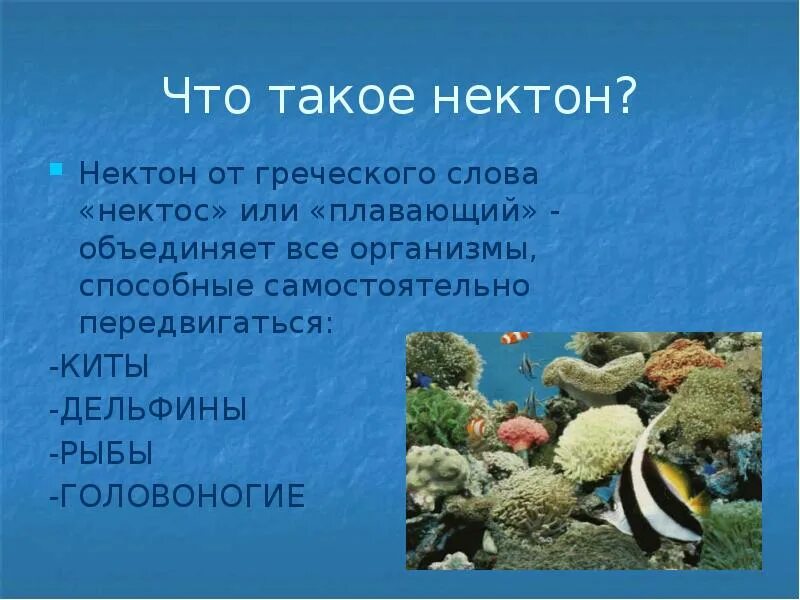Жизнь в океане конспект 7 класс. Разнообразие морских организмов. жизнь в мировом океане нектон. презентация на тему жизнь в океане. условия жизни в океане.