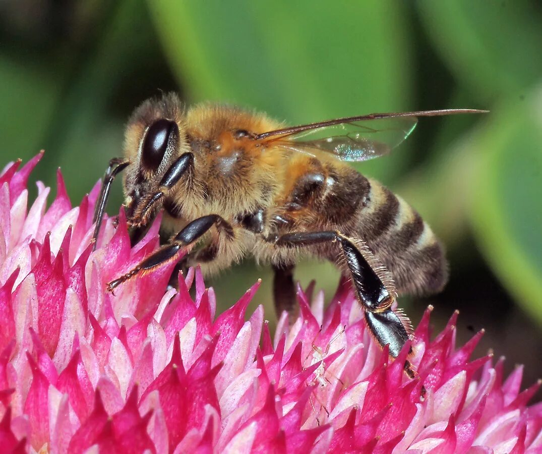 Краинская пчела. Краинская Оса. APIS mellifera acervorum. APIS mellifera carnica ЗТП. Www apis ru