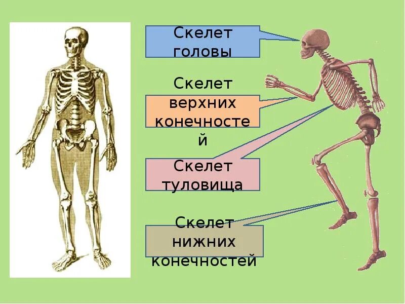 Использование скелета. Скелет. строение скелета человека. скелет человека для детей. скелет головы туловища и конечностей.