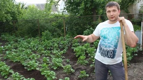 Как окучивать картошку вручную