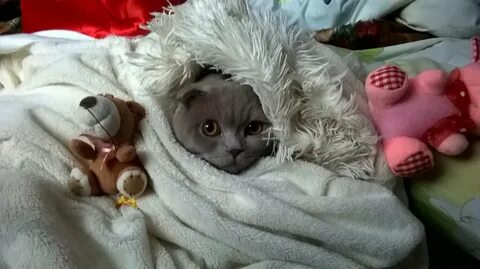 Котик в одеяле