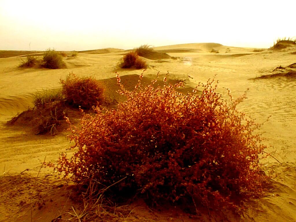 Tumbleweed руль. Астраханские барханы перекати поле. Перекати поле трава. Перекати перекати поле. Перекати-поле растение это живое.