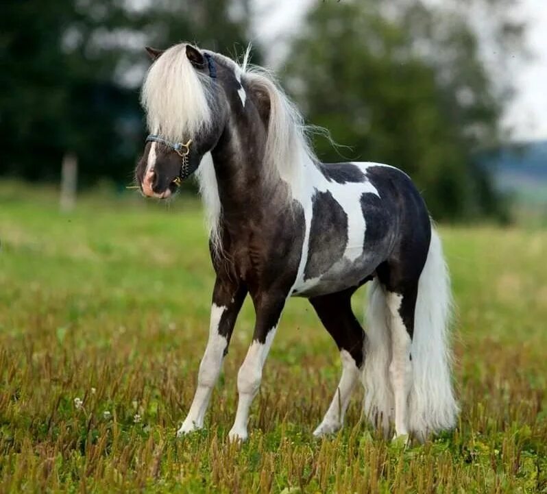 Mini pony. Лошади породы Фалабелла. Фалабелла пегая. Пони Фалабелла. Мини Шетти порода лошадей.