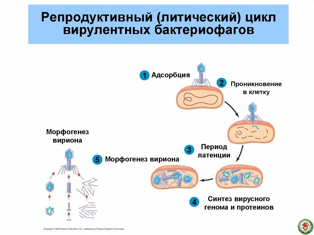 Как проникает в клетку бактериофаг. Литический цикл бактериофага. лизогенный и литический циклы развития бактериофага. цикл развития бактериофага схема. жизненный цикл вирусов литический и лизогенный.