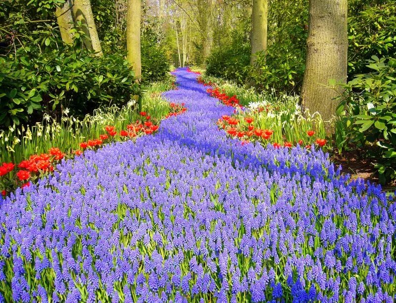 Кекенхоф. Парк кёкенхоф. Keukenhof Gardens. Парк цветов кёкенхоф (г. Лиссе). Сами красивая цвети