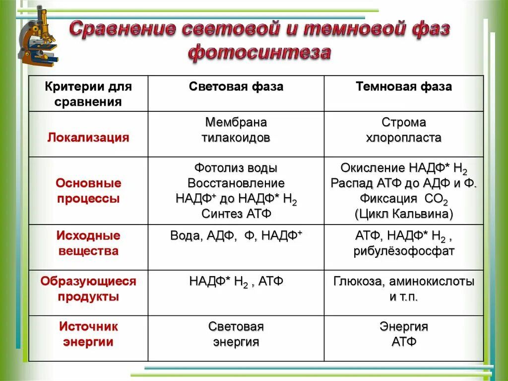 Процесс фотосинтеза световая и темновая фазы. Сравнение световой и Темновой фазы фотосинтеза таблица. Световая фаза и темновая фаза таблица. Световая и темновая фаза таблица. В световой фазе фотосинтеза используется